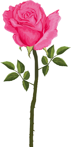 Pink Rose Image