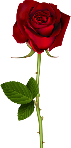 Red Rose Image