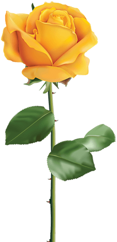 Yellow Rose Image